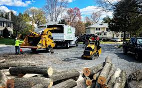 How Our Tree Care Process Works  in Terrell Hills, TX